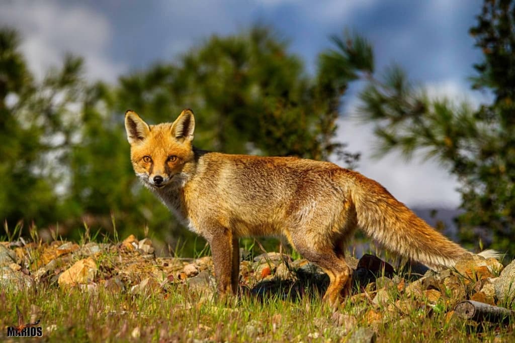 Cy wildlife presentation sep 25