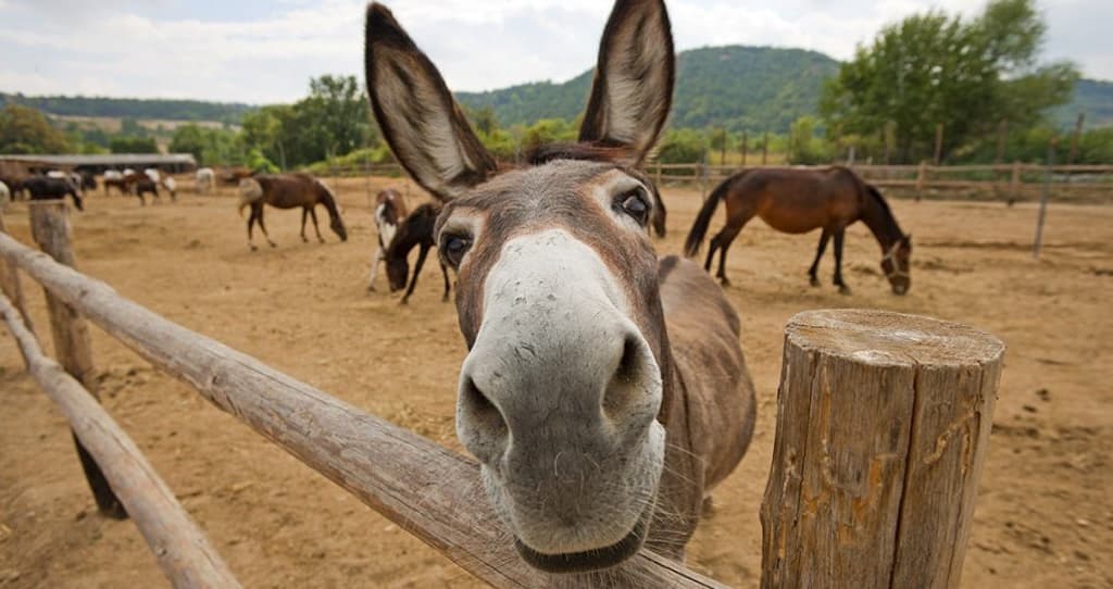 Theofania donkey park jan