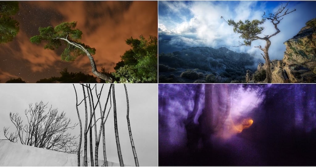 Echoes of Trees – Between Image and Verse