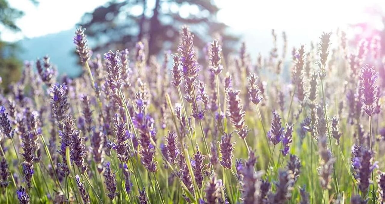 lavender-festival-platres-july-26 Lavender festival platres july